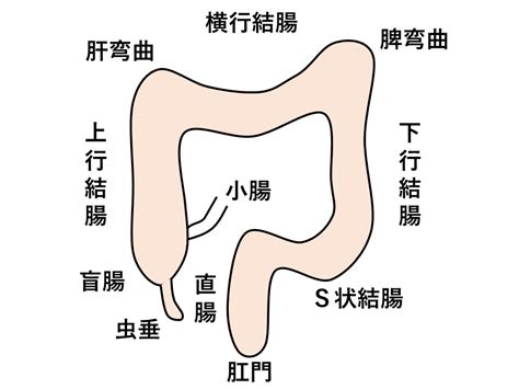 肝彎曲|大腸の名称分け。初心者はここだけは覚えておこう！…